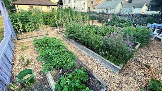 Today is my BIRTHDAY! - Gardens Tour - 11.July.2023 - Zone 5a