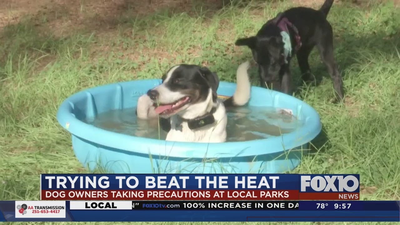 Trying to beat the heat: Dog owners taking precautions at local parks ...