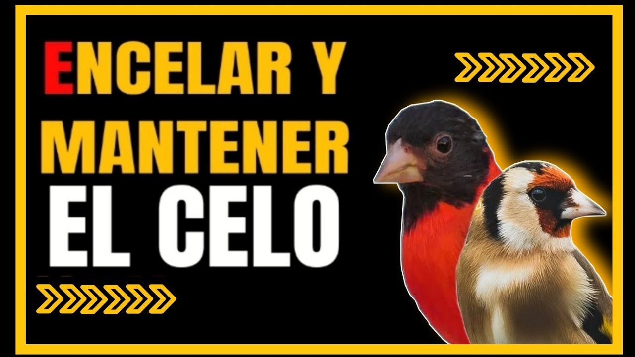ENCELAR JILGUEROS Y CARDENALITOS 2022 🥇| MANTENER EL CELO DE JILGUEROS Y CARDENALITOS | AVIARIOMFA