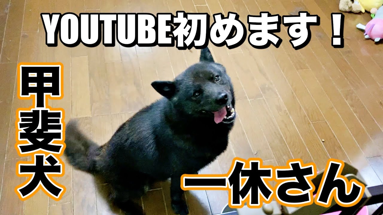 いっ きゅう 犬