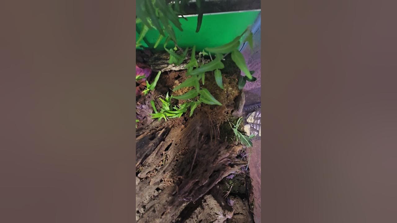 My Queen ant finally revealed herself. My ant farm is thriving. YouTube