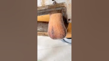 Apa itu Tanduk Beludru?