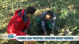 Los Gurumelos y el Andévalo