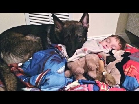 4-Year-Old Boy Gets Tucked In Every Night By His German Shepherd