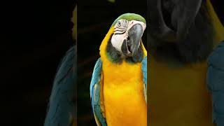 Burung Macaw shorts short macau