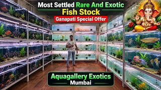 Most Settled Rare & Exotic Aquarium Fish Stock | Ganesh Chaturthi Special