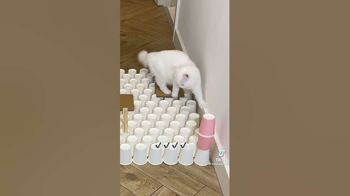Essaye de ne pas rire # vidéo de chat