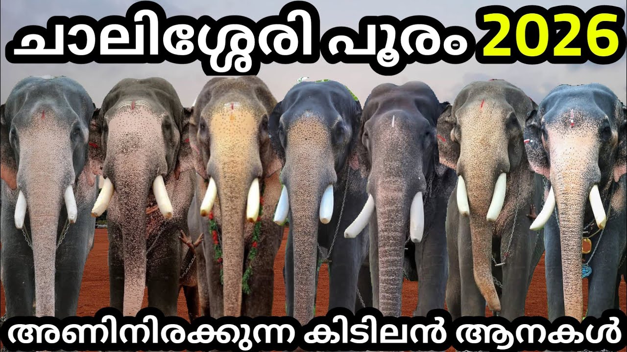 ചാലിശ്ശേരി പൂരം 2026🔥അണിനിരക്കുന്ന കിടിലൻ ആനകൾ🤩Chalissery Pooram 2026|RS Creations♥️2026 List 💯