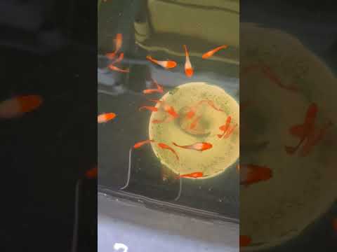 Video Koi red ear 50k / 1 cặp - youtube
