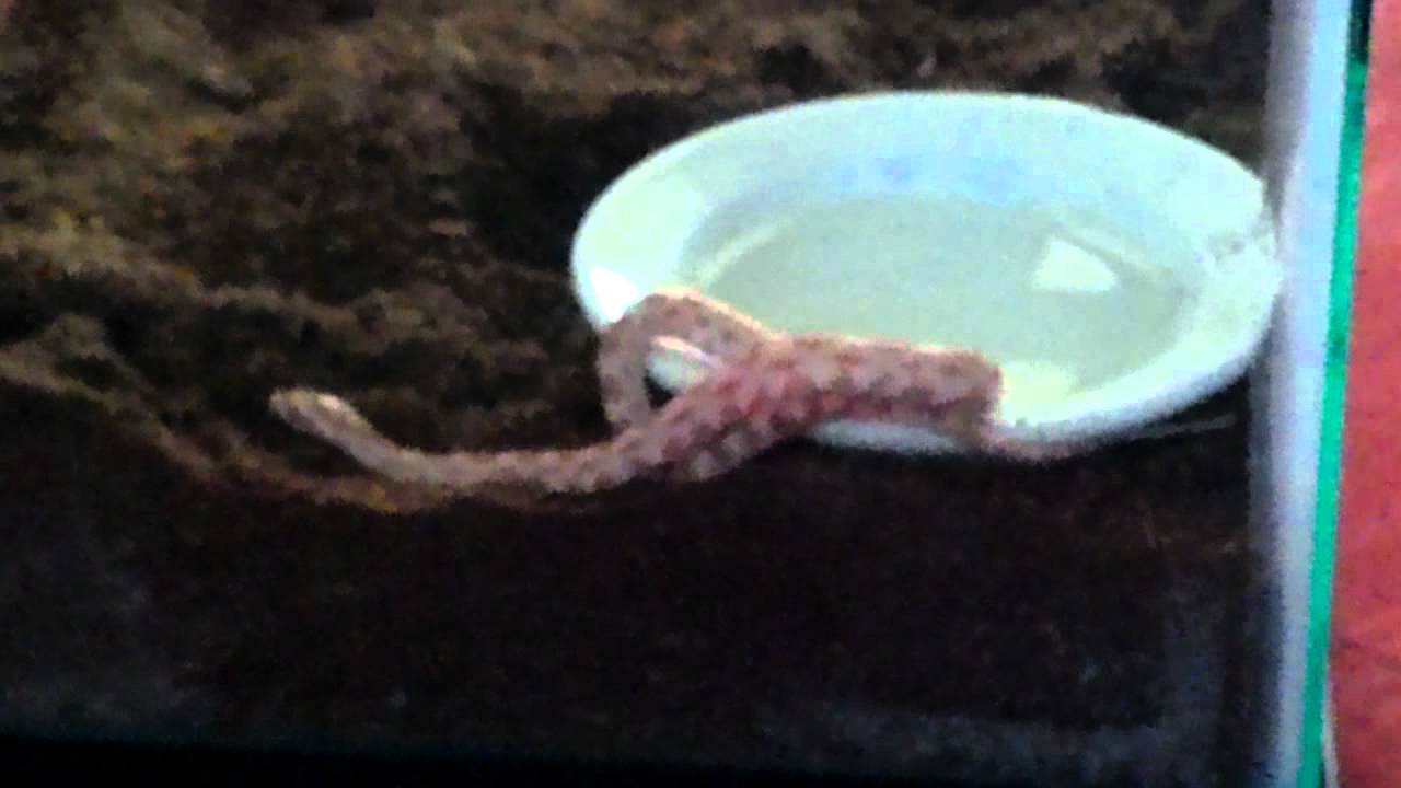 camera iphone 8 plus apk Corn butter snake