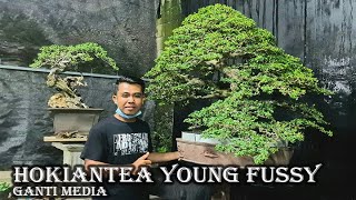 Bonsai Hokiantea  vanessa Pergantian Media (traner Balimon) Maskot New jadi rebutan kolektor