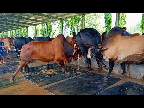 pagla gorur paglami | Pagla Gorur Paglami 2021 | Angry cow video | pagla goru p43