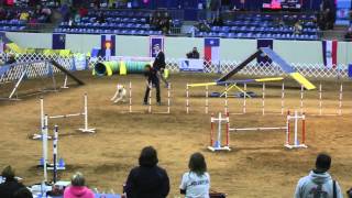 Rice's Agility, AKC NAC 2016, Rd 2 Standard