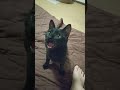 暴れすぎて犬みたいになる子猫 #shorts