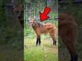 When a Fox And a Deer Have a Baby 😳