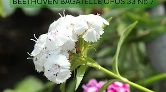 LUDWIG VAN BEETHOVEN - BAGATELLE, OPUS 33 No 7