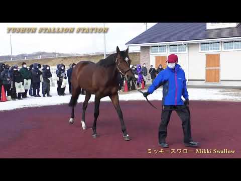 ミッキースワロー Mikki Swallow 優駿スタリオンステーション種牡馬展示会21 Youtube