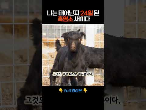 나는 태어난 지 24일 된 흑염소 새끼다 [애니멀봐 나새끼 106호] #애니멀봐 #shorts