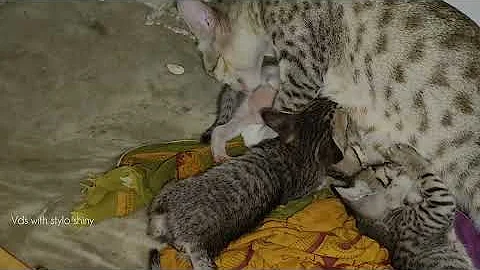 Watch the video about 😂 Funniest Cats Videos 😺🐶 || 🥰😹 Hilarious Animal Compilation №766