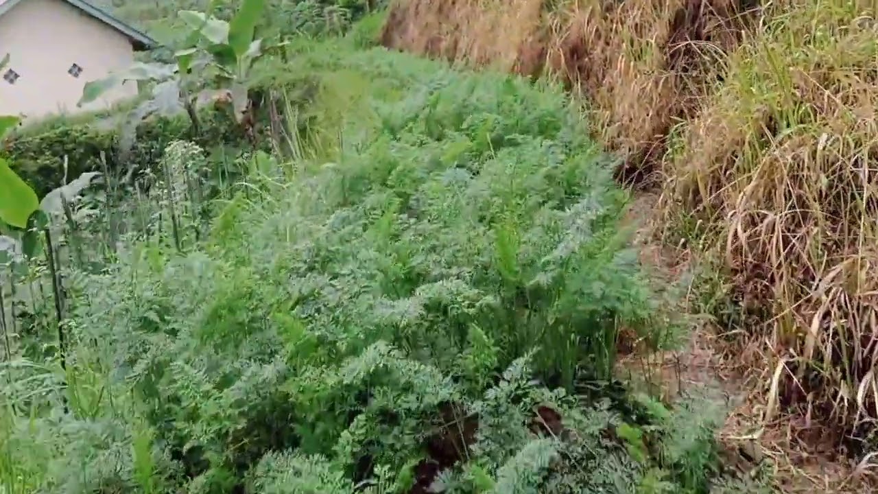 minivlog suasana kemuning ngargoyoso