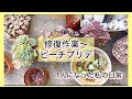 [多肉植物]修復作業〜ピーチプリデかき集めてビック缶に^_^1人になった私の戯言