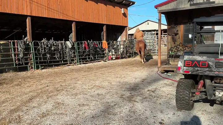 Sold 848-sorrel Morgan/standardbred gelding 8 yr old 15h $1050+40coggins Deadline 11/18/25 