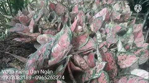 Hướng Dẫn Cách Nhân Giống Và Ghim Cây Vạn Lộc