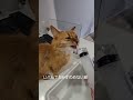 器を変えても高さや温度を変えても給水器使っても水を飲んでくれない腎臓病のしぴは、2日に1回自宅で皮下補液を点滴するのだが、何としてでも水を飲ませたいかいぬしは思いつく限りの手を尽くすのである。