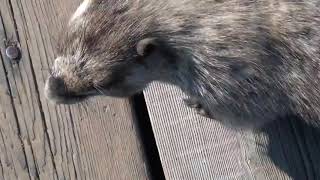 Marmotte pas farouche