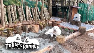 新しい砂場が気に入ったルンルン　Great Pyrenees　グレートピレニーズ