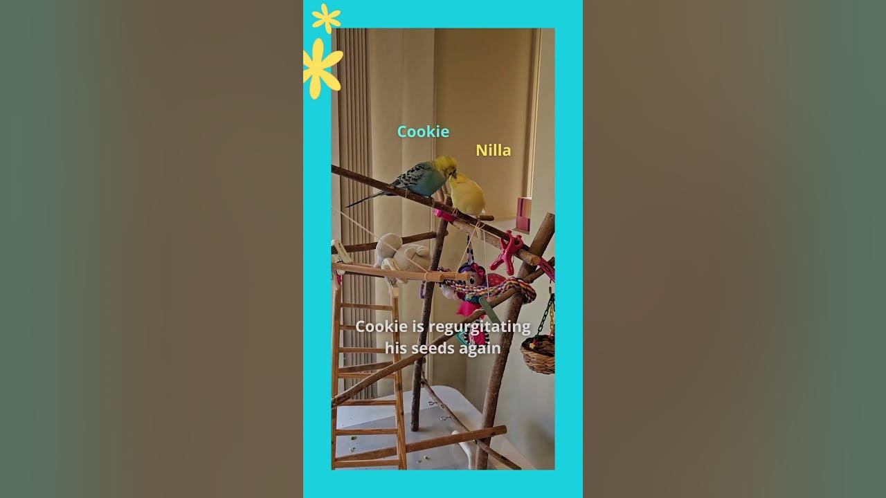 My budgie is regurgitating again Cookie and Nilla the budgies YouTube