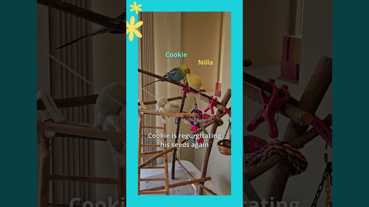 My budgie is regurgitating again - Cookie and Nilla the budgies