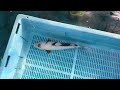 7-23-20 - 14-16" Shiro Utsuri Koi