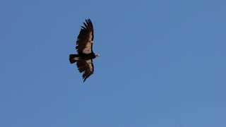 California Condors and Lead Poisoning