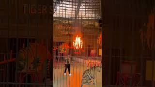 Majestic Tiger Jumping Through Fire – Spectacular Show! 🔥