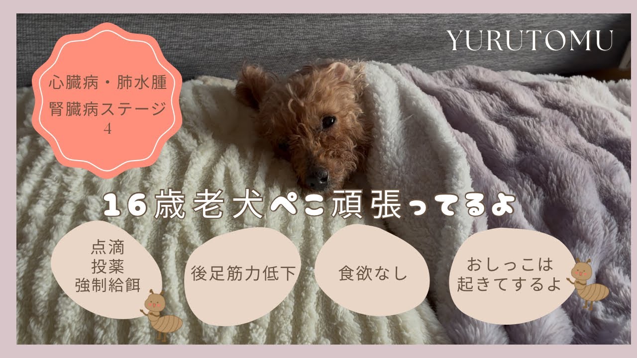 50代主婦vlog ｜強制給餌による歯から出血｜夫婦ふたり暮らし｜老犬の闘病生活