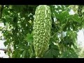 How to grow Bitter Melon from seeds and benefits