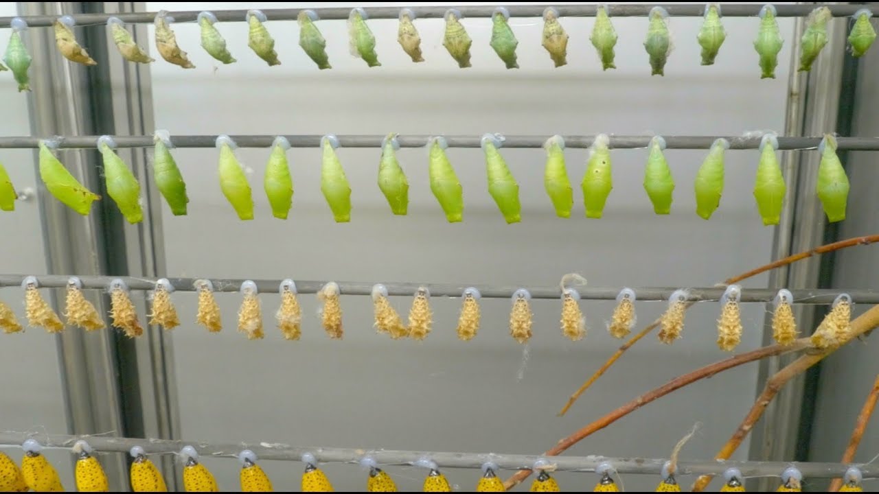 Wie die Schmetterlinge ins Papiliorama kommen