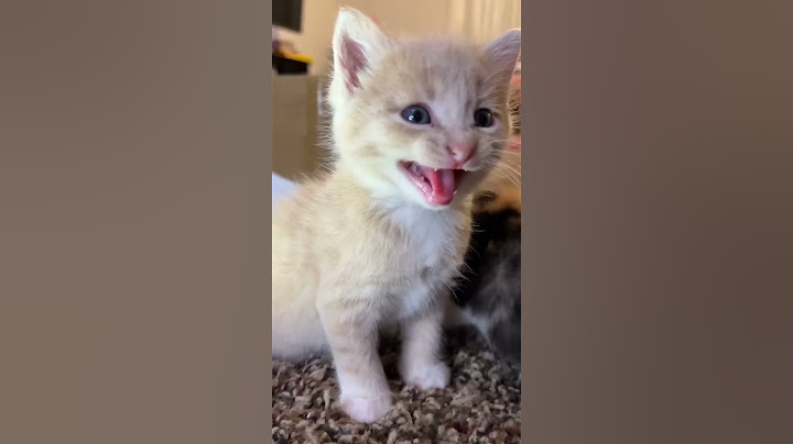 Kitten meows. (Play this to make your cat go crazy)