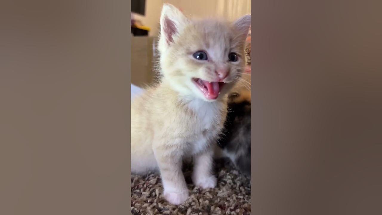 Kitten meows. (Play this to make your cat go crazy)