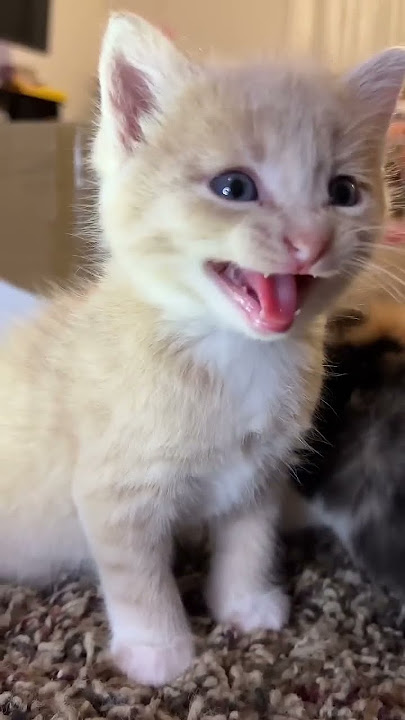 Anak kucing mengeong. (Putar ini untuk membuat kucingmu gila)