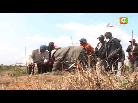 Wazee Wa Jamii Ya Kimaasai Washiriki Matambiko Ya Kulaani