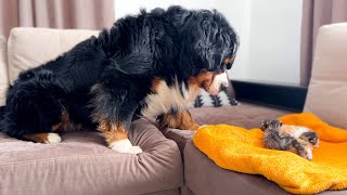 Bernese Mountain Dog Reacts to Baby Kittens