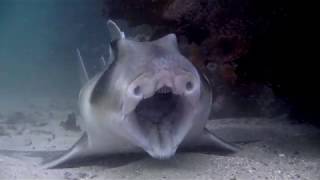 Port jackson shark yawning