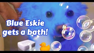 jnetlife : Blue Eskie Dog Gets a Bath!!