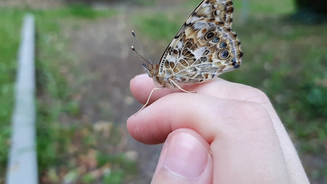 Schmetterlinge züchten mit einem Zuchtset | Erfahrungsbericht von meiner Aufzucht der Schmetterlinge