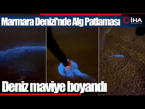 Marmara Denizi Maviye Boyandı, Görenler Şaşkına Döndü