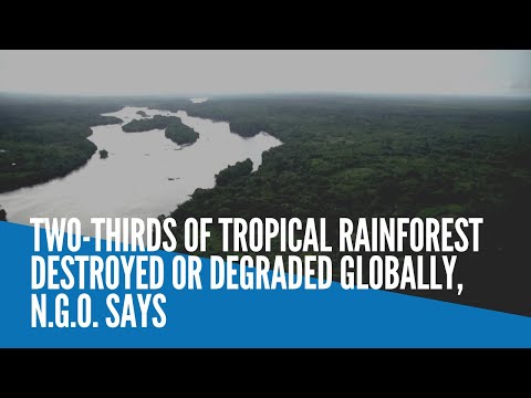 Two-thirds of tropical rainforest destroyed or degraded globally, NGO says