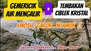 Download Lagu Gemericik air mengalir dan tembakan ciblek kristal pemantik emosi burung lain MP3