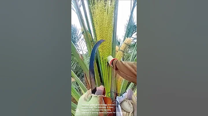 Process of harvesting flowers from a palm tree